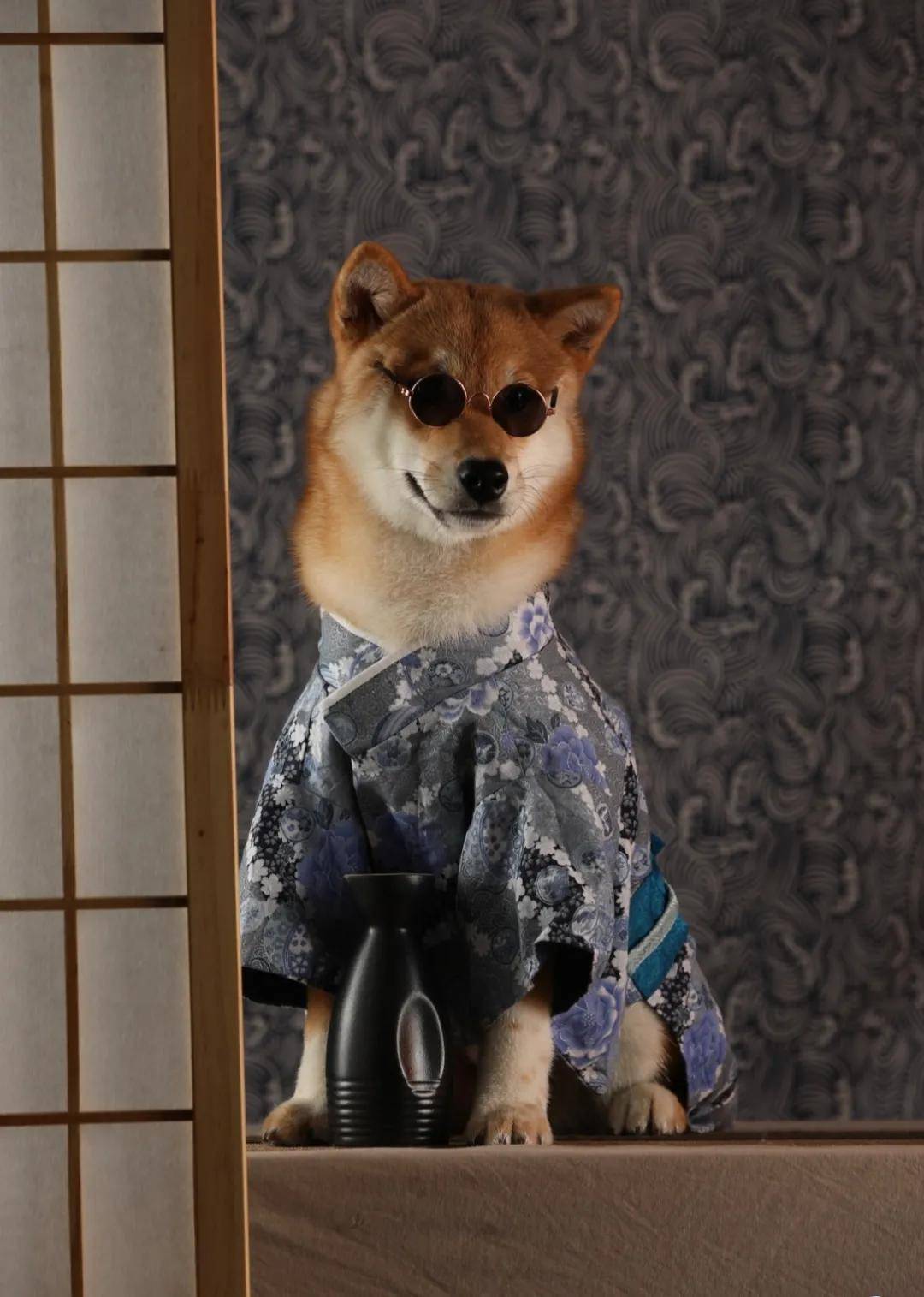 因为|吸完几百只猫猫狗狗,我们从中选出了30只最可爱的给你