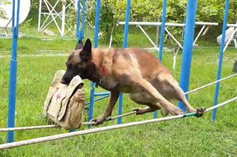 世界上超级优秀的警犬可以蒙眼走钢丝可以水下憋气超过1分钟