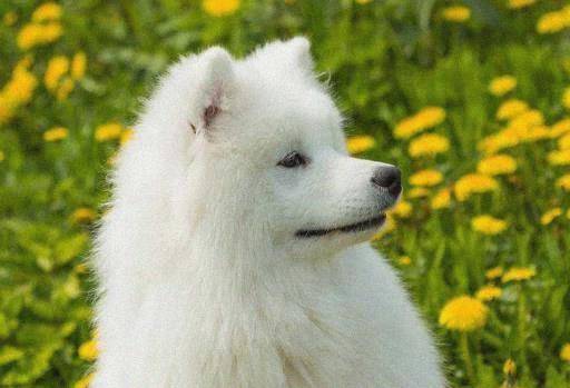 猎犬|盘点掉毛最厉害的五种狗：柯基没得话说，图五一年掉的能织毛衣！