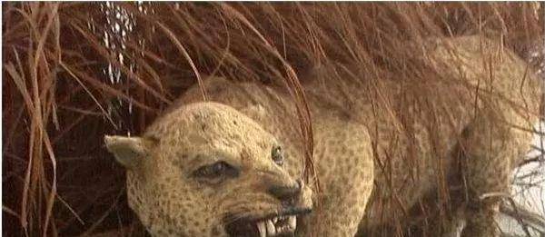 泰坦蟒有没有灭绝了 ff871af9e67f456589006e4afc5ec26f.jpeg