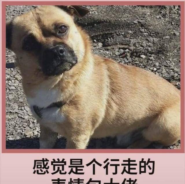 包占|宠物狗柯基的强大基因，看完不得你不服，网友赞叹：太强大了