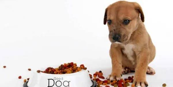 肉类|幼龄时期的狗狗该怎么喂养更健康?