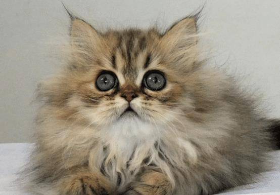 进行|几种很粘人的猫咪,可以去进行考虑,它们均有自己的独特之处