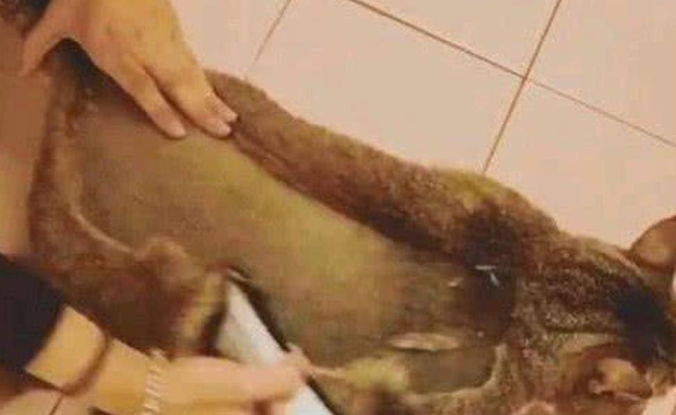 橘猫肚子越来越大,主人以为怀孕了,刮掉毛后主人笑喷了 橘猫肚子越来越大,主人以为怀孕了,刮掉毛后主人笑喷了