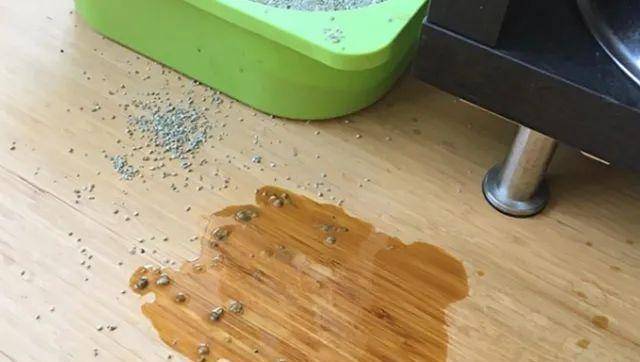 猫是“独行侠”所以不怕孤独？70%的猫可能会患上分离焦虑症！