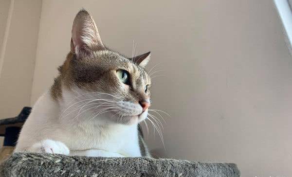 猫咪病重身插6根管，忍痛爬向主人讨摸