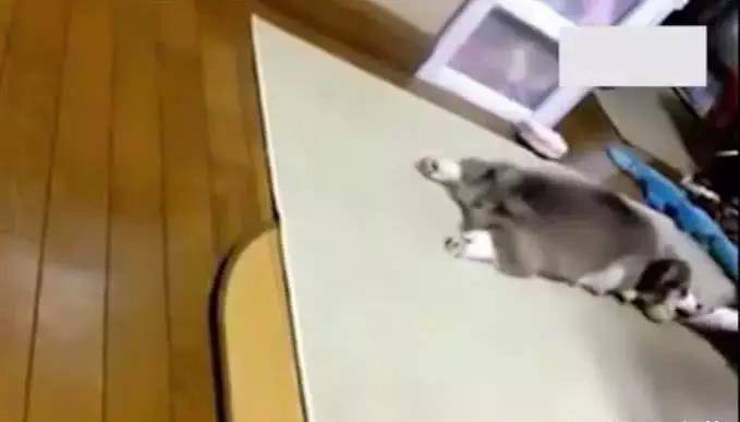 菜篮子|柯基、泰迪打起架来简直不要太可爱,铲屎的在一旁乐的都不做饭了