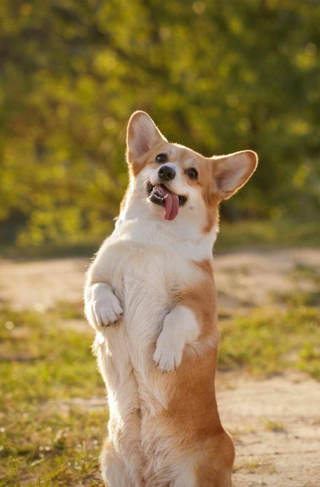 因为|柯基的六个优点