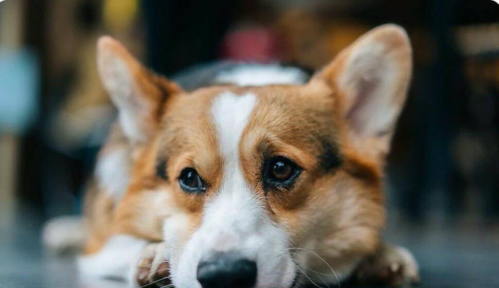 因为|柯基的六个优点