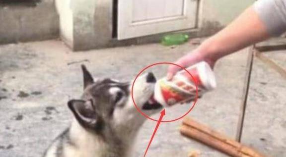 哈士奇与主人喝酒，一人一口甚是痛快，结果喝完回屋就“悲剧”了 