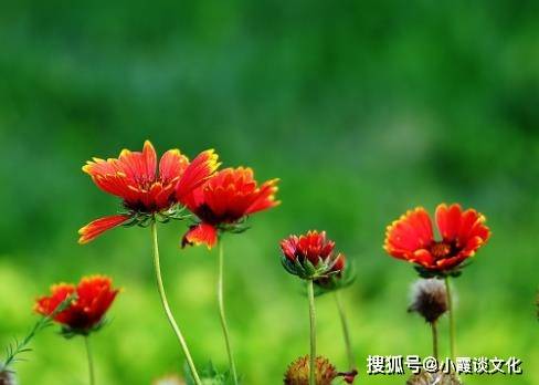 人生如梦 暮然回首万事空 花开花落是人生 句句经典 生活