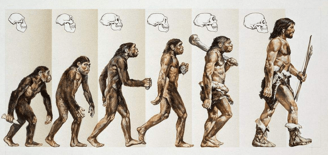 人类起源于什么古猿 人类起源于哪种猿