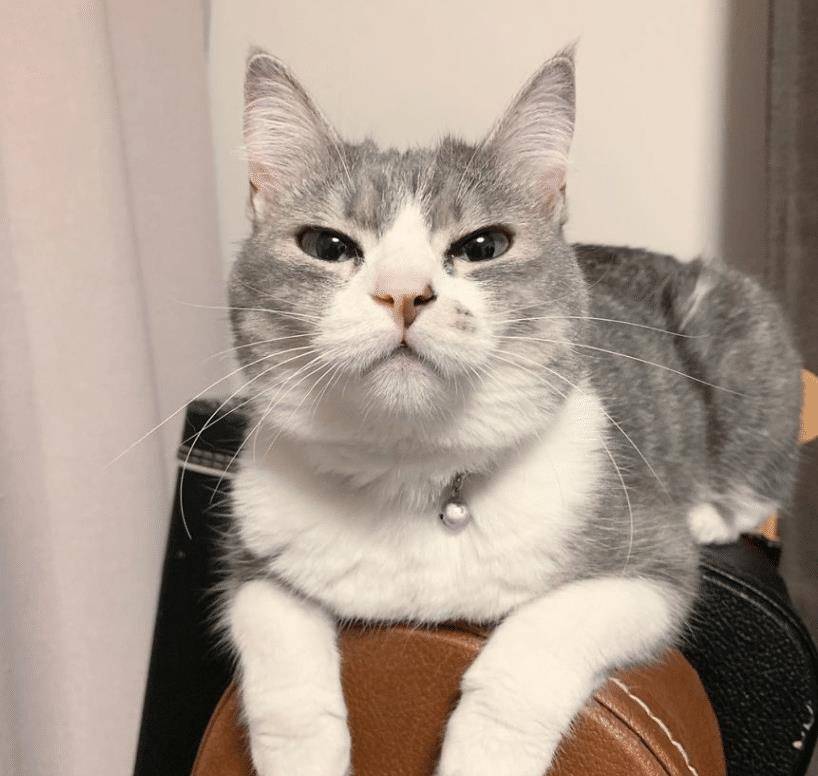 猫咪不要主人坐新买的椅子,它推主人时的表情太搞笑了,要成精了 猫咪不要主人坐新买的椅子,它推主人时的表情太搞笑了,要成精了