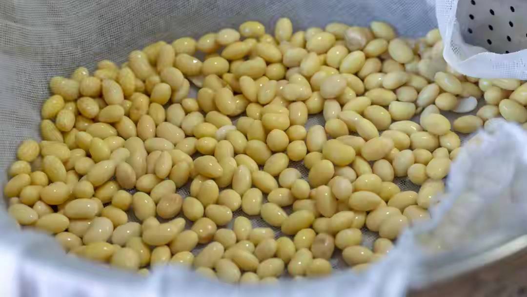大豆什么时候浇水好 62d260ad245e44c39bf303b46126f18a.jpeg