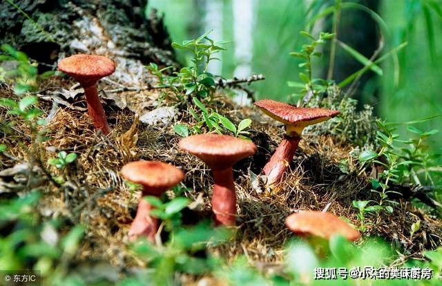 如何分辨蘑菇是否有毒 是不是越漂亮的越不能吃 伞柄 如何分辨蘑菇是否有毒 是不是越漂亮的越不能吃 伞柄