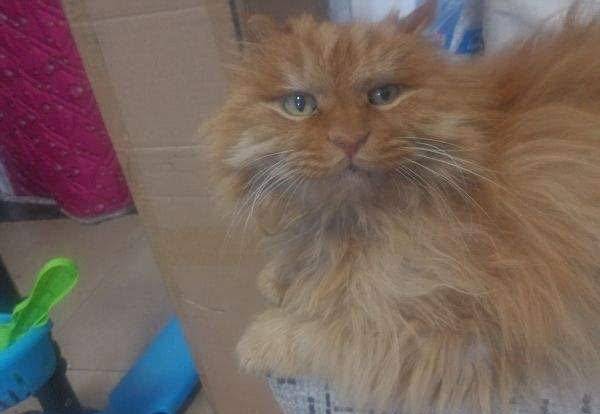 猫咪临终之前，很抗拒被主人抱着，它们到底在想什么？