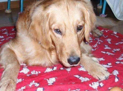 金毛喊|让金毛喊老公起床,60分钟过去不见出来,进屋一看笑骂