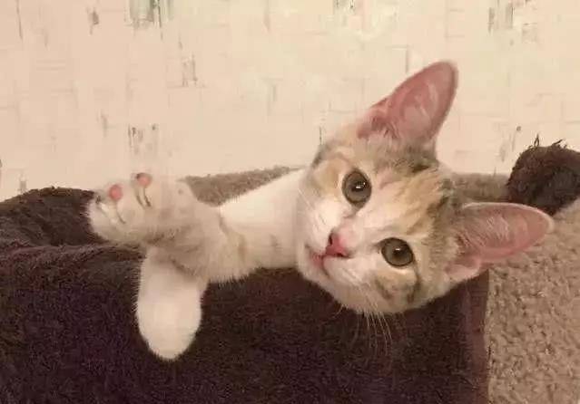 流浪猫妈带孩子上街讨食，却被其他猫袭击，阿姨看不下去直接收编