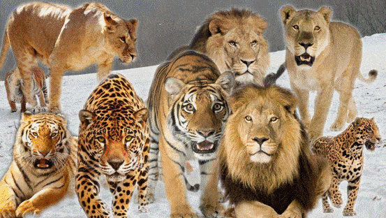 90d77f2c8d724c1a9abea9a9e71bc881.gif