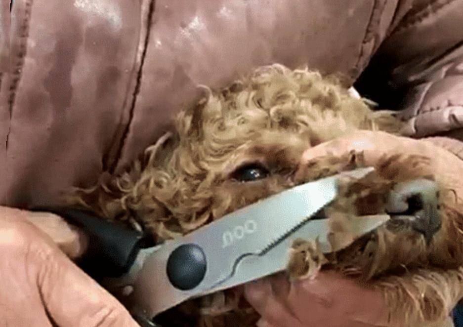 奶奶给狗狗剃毛,狗狗如同点了穴,孙女凑近后一看笑到扶墙 奶奶给狗狗剃毛,狗狗如同点了穴,孙女凑近后一看笑到扶墙