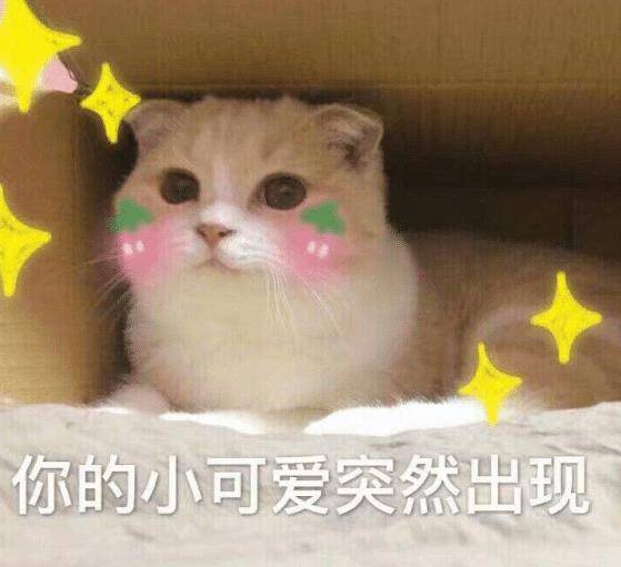 猫咪不吃饭,主人感觉不对劲,带去医院检查,凑近一看无法淡定了 猫咪不吃饭,主人感觉不对劲,带去医院检查,凑近一看无法淡定了
