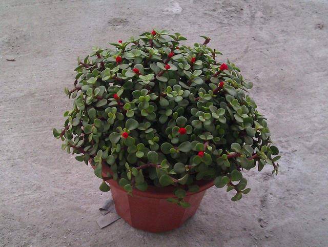 怎么养金枝玉叶老桩 9a9efe4cee384b78afd0a28fa92982f3.jpeg