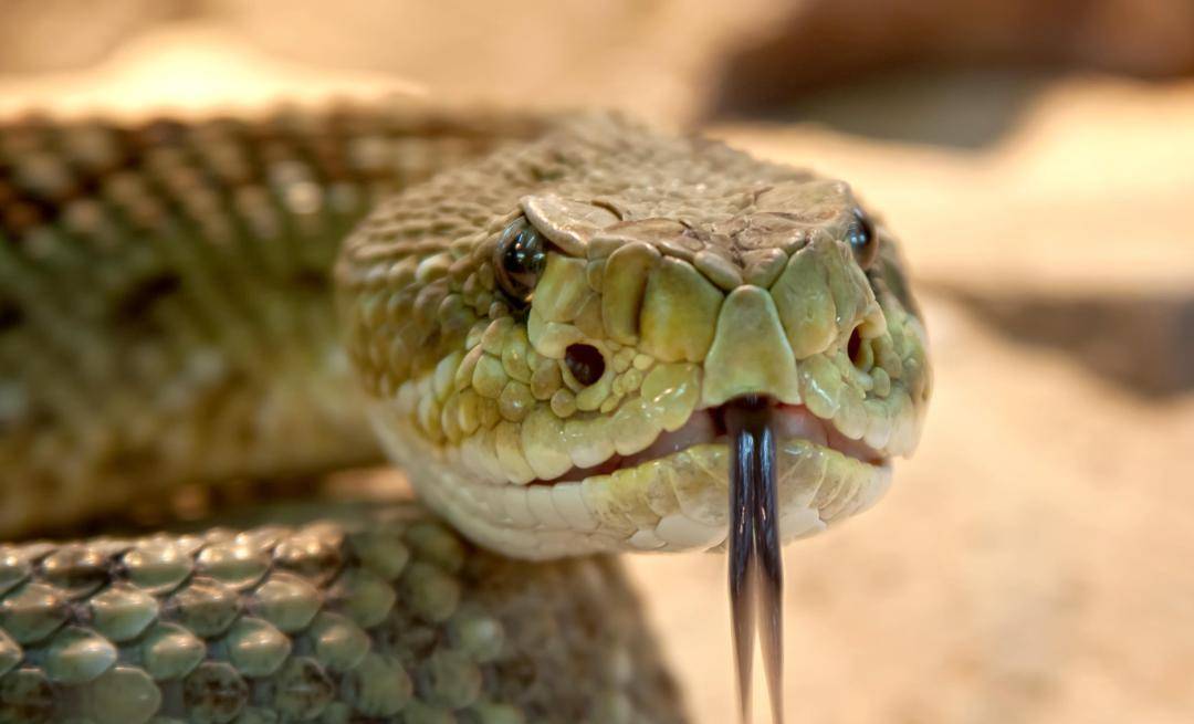 梦魇与启示，大雪封山中的五步蛇与新生小蛇——一场关于恐惧、成长与自我救赎的梦境解析