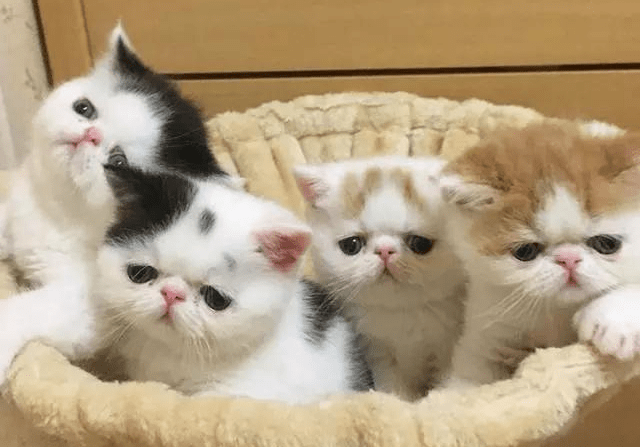 猫咪|这5种猫性格超好,你家的上榜没?