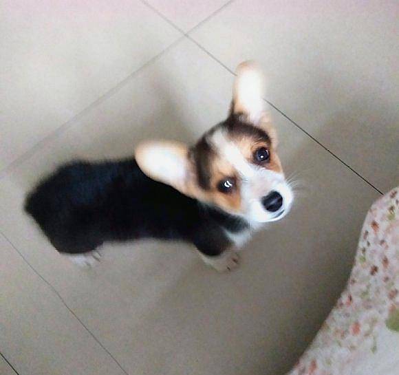 什么|柯基被噩梦惊醒,赶紧跑去找主人寻求安慰,趴在脚上很安静