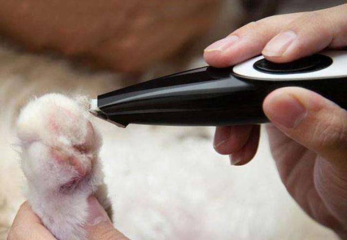 猫咪夏季降温手段，剃毛、吃冰还有啥？