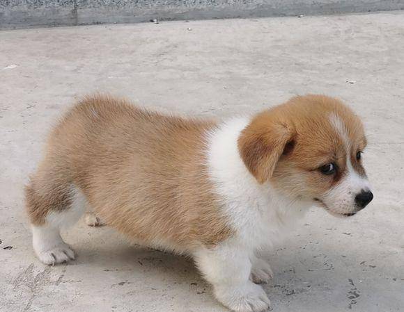 大房子|两只小狗的居住条件差距太大，柯基住大房子，土狗被拴在外面