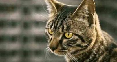因为|最适合饲养的四种猫咪，狸花猫上榜，有你家的吗？