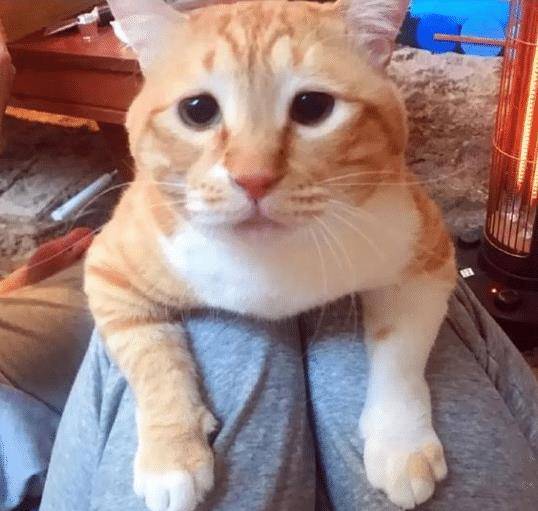 猫咪绝技就是抱大腿，顺着腿钻进主人衣服，猫咪：大佬求带 
