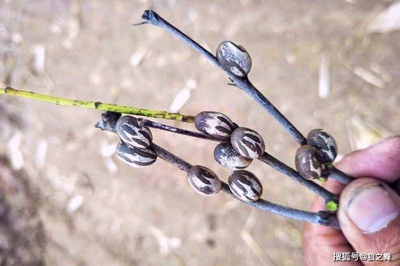 幼虫|若长在您家树上,千万别不当回事,"洋辣子"价值真的很珍贵