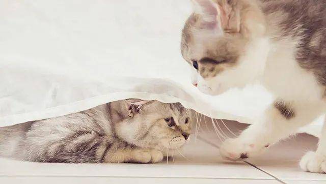 猫是“独行侠”所以不怕孤独？70%的猫可能会患上分离焦虑症！