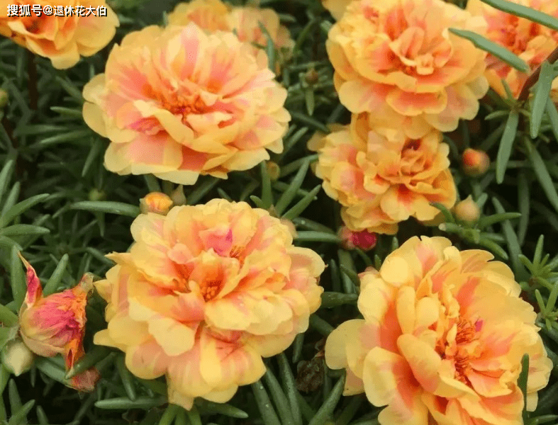 室内阳台或窗台盆栽太阳花 掌握3要领 一年四季都花开锦簇 开花