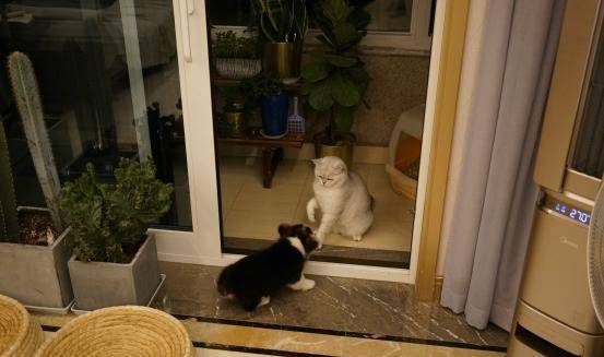 玩具|柯基把这个东西当伙伴，走到哪里都要一起，谁拿跟谁急