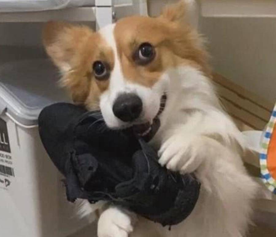 玩具|柯基把鞋咬坏了,网友把它们的玩具咬烂了,狗:还是你狠