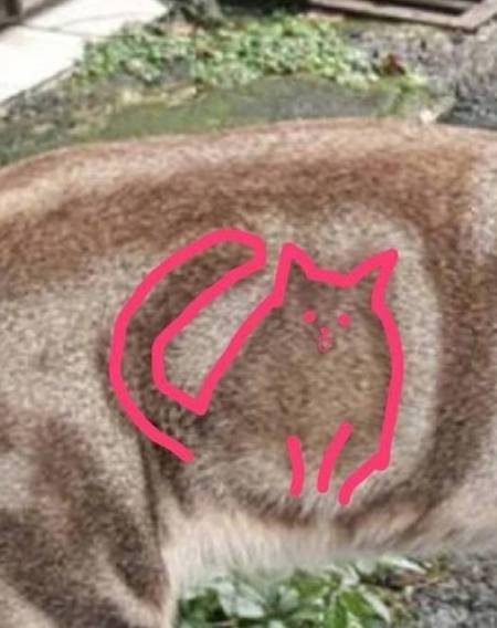 因为|这猫的后脑勺好像很好吃，西瓜味的？网友：此头只应天上有！