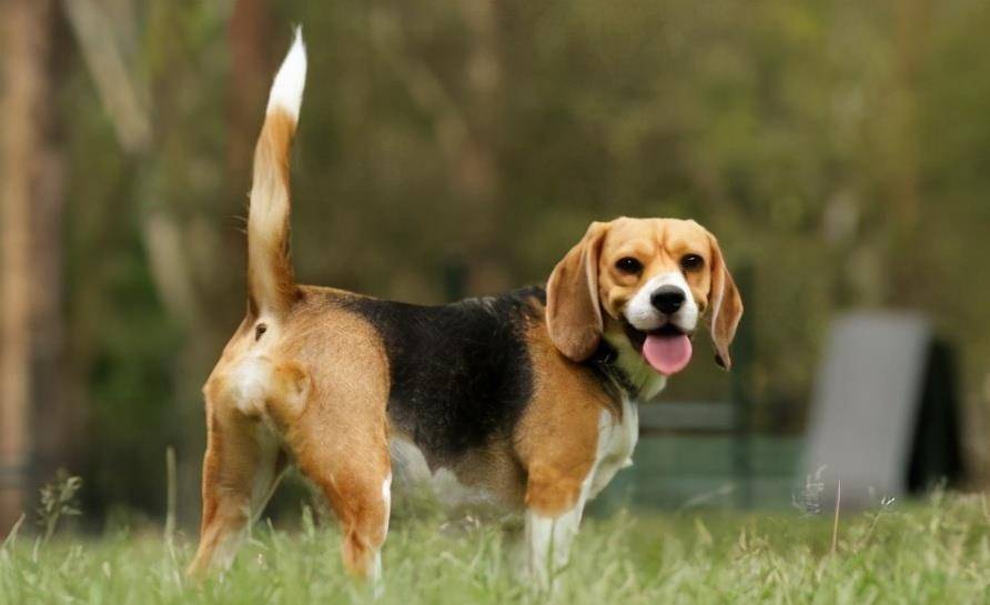 狗为啥喜欢摇尾巴 1e95ddac57424a818984feffae4529b3.jpeg