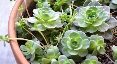 多肉植物怎么养最好 801b8ed763844f6bb9aede40378d9193.jpeg