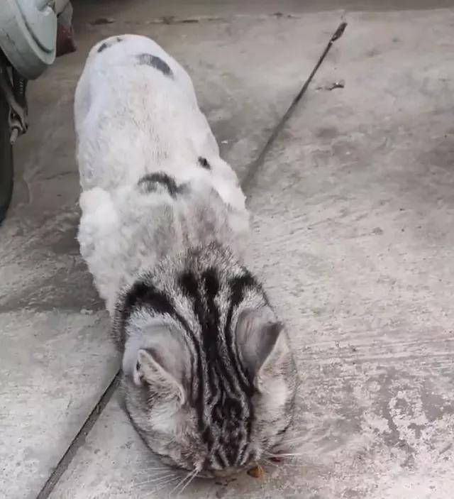 猫咪|被遗弃的品种猫,日子过得有多惨?加菲猫落魄的像只大老鼠