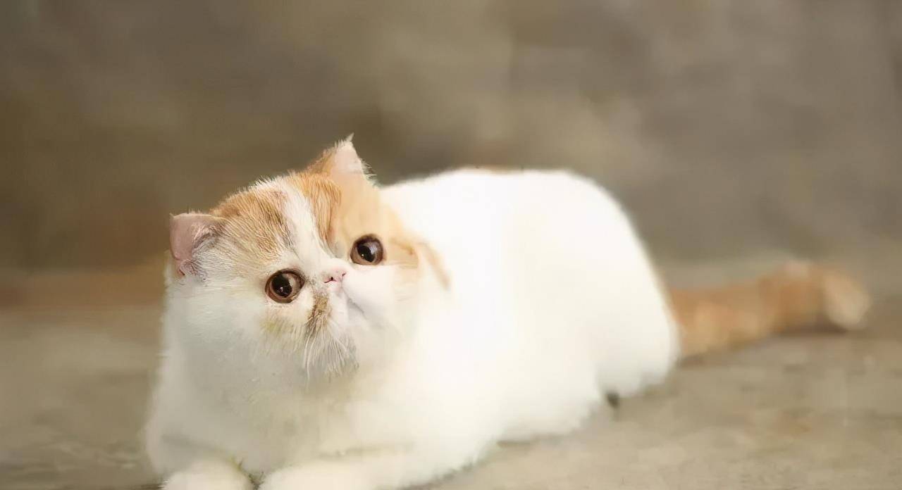 猫咪|被遗弃的品种猫,日子过得有多惨?加菲猫落魄的像只大老鼠