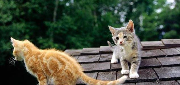 猫咪|请问原住民猫咪和新租客应该如何安顿?安顿过程中需要的注意事项