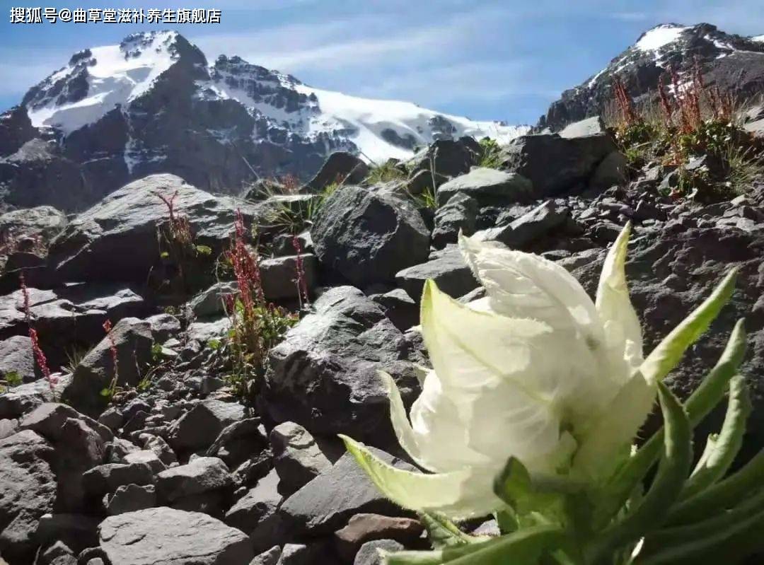 对男人能补肾阳 对女人能改善月经 雪莲花的功能与主治 应用与药方 草药