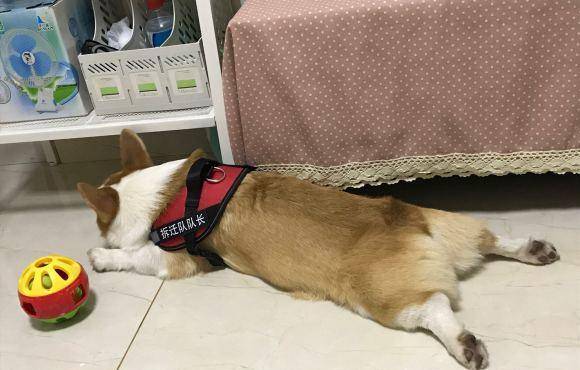 什么|让柯基面壁思过，它却趴在地上睡觉，太能糊弄事了
