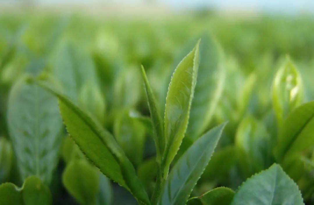 茶叶|喝茶会失眠？该如何实现“喝茶自由”？