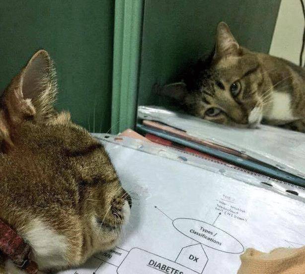 猫咪|猫咪趴在试卷上一脸的生无可恋，结果还睡着了！网友：像极了上学的我