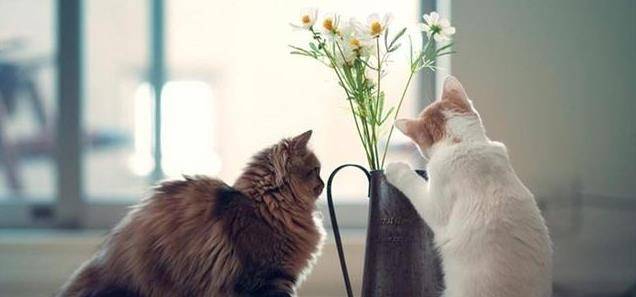 猫咪|请问原住民猫咪和新租客应该如何安顿？安顿过程中需要的注意事项