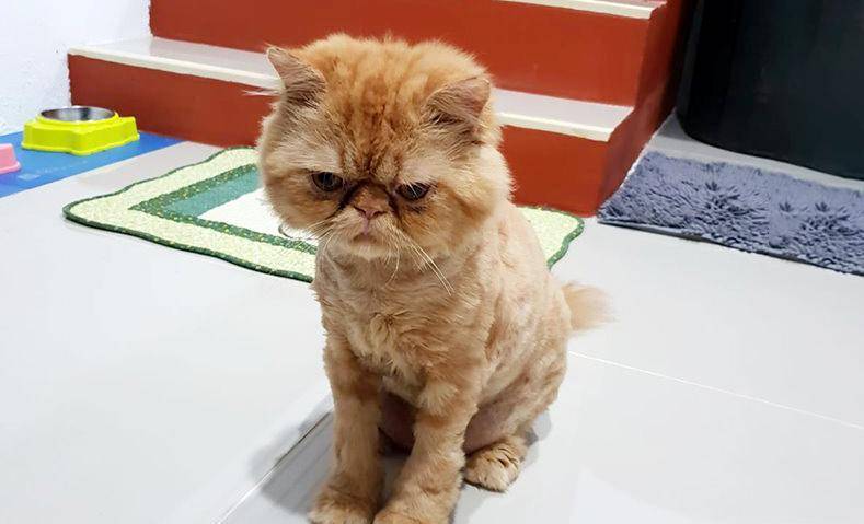 智商|谁说加菲猫智商低？其实它只是长得蠢，实际上聪明得要命！